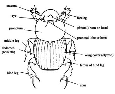 Morphological Features - The Dung Beetle: they don't stink